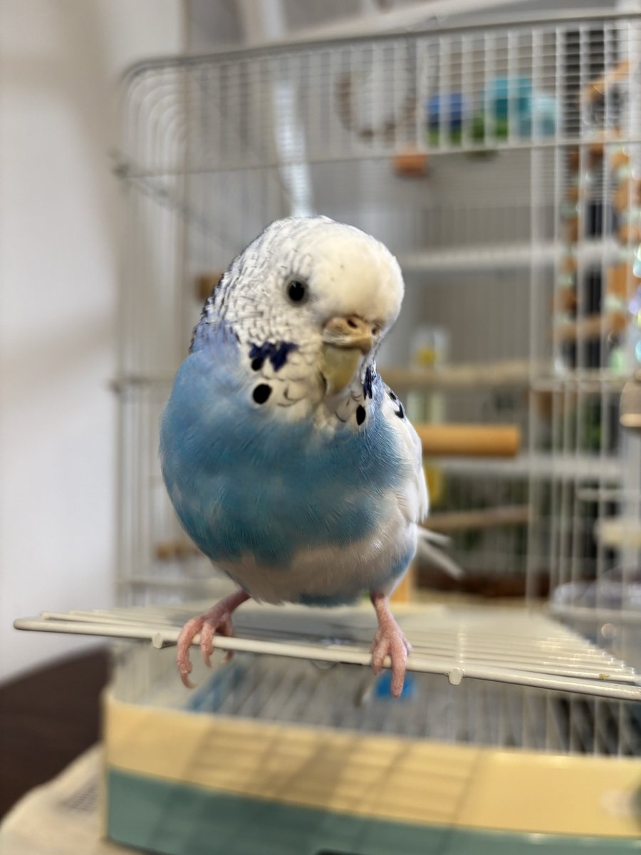Tweet media one