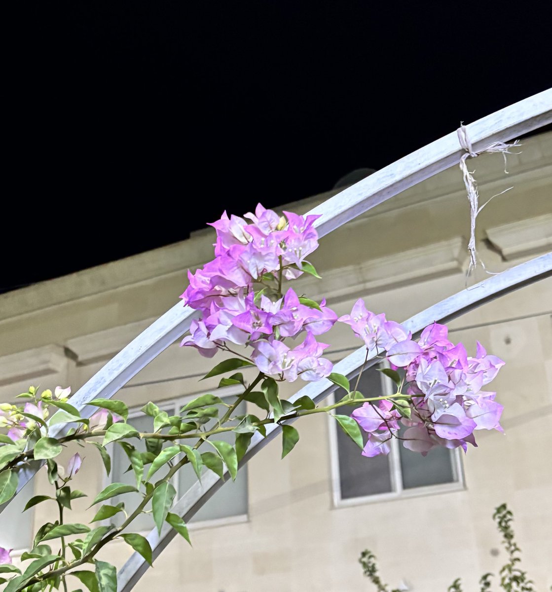 Bloom quietly, even when no one is watching.