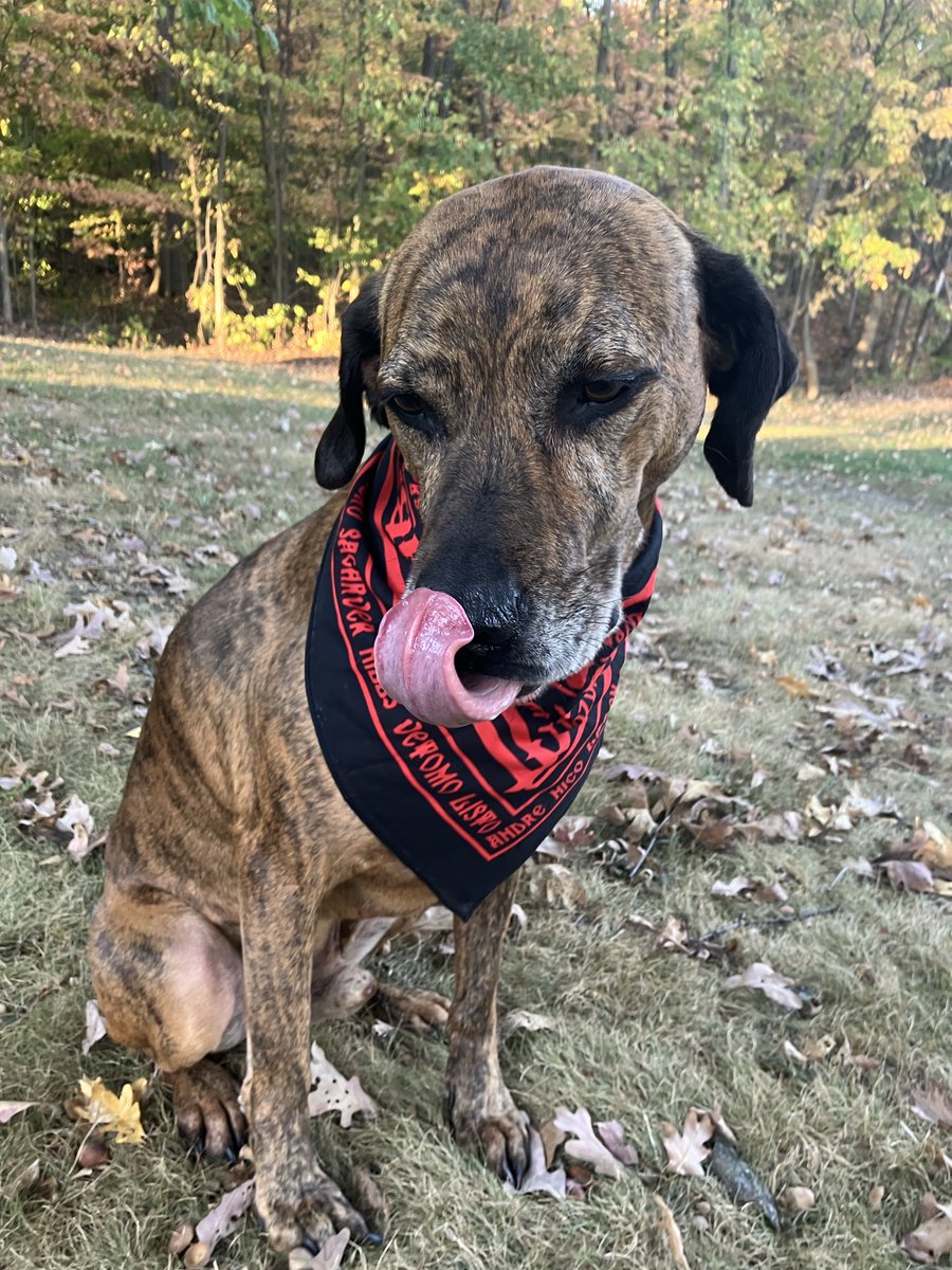 Chad Horne tweet media