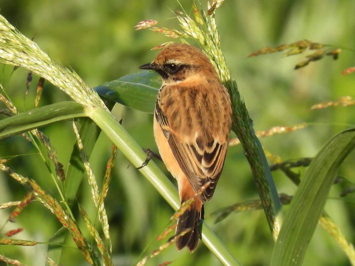 川原でノビタキに会えました。山にも川にもこの時期にしか会えない鳥がいるのですが、天気が悪かったりほかに用事があったりで鳥を見にいけない日も多く、会えないうちにどこかにいってしまうのではないかとそわそわしています。