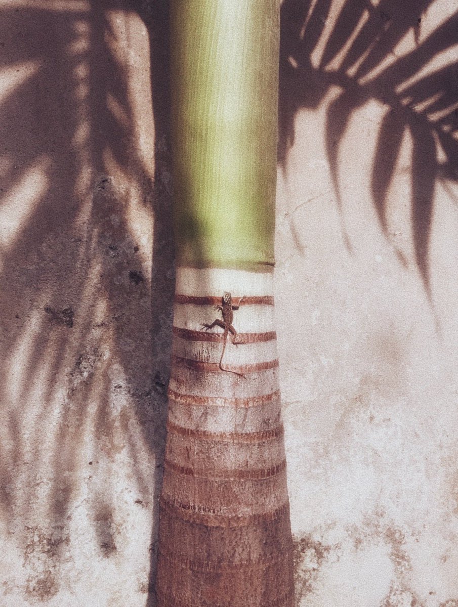 divine sabr (@sabr_xx) on Twitter photo 