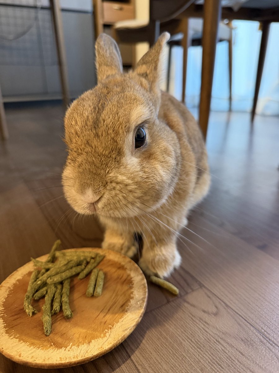 senta_channel's tweet image. Morning everyone🐰

#うさぎ #rabbit #bunny