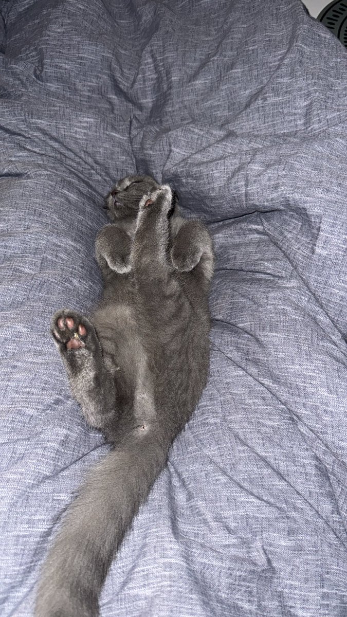 böyle uyuyan baska bir yaratik gördünüz mü