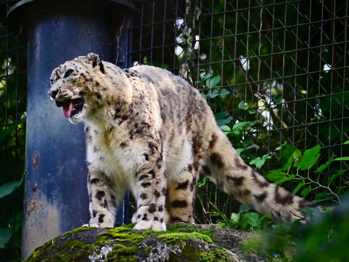 nekooyaji (@nanata35047722) / X