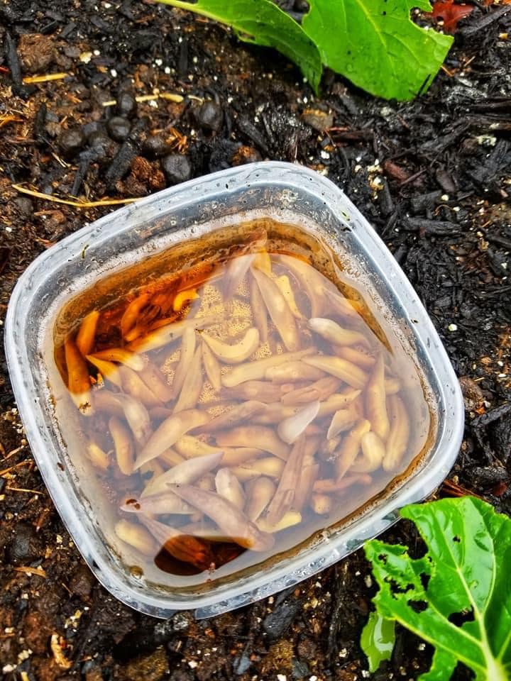 Mastermark1966's tweet image. Yes, the beer trick is a common method for controlling slugs in gardens. Slugs are attracted to the yeast in beer, and they drown when they crawl into the container. This natural and effective solution helps protect plants. #beermagic #slugcontrol 🍺🐌