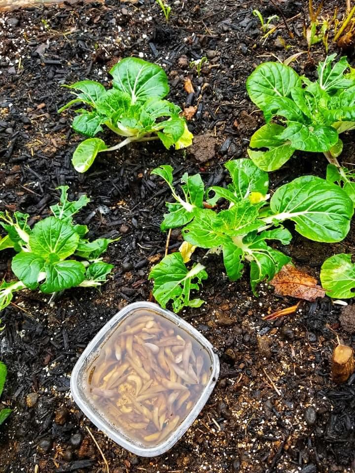 Mastermark1966's tweet image. Yes, the beer trick is a common method for controlling slugs in gardens. Slugs are attracted to the yeast in beer, and they drown when they crawl into the container. This natural and effective solution helps protect plants. #beermagic #slugcontrol 🍺🐌