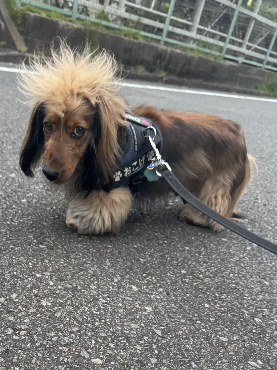 okoge0822's tweet image. なんと、犬