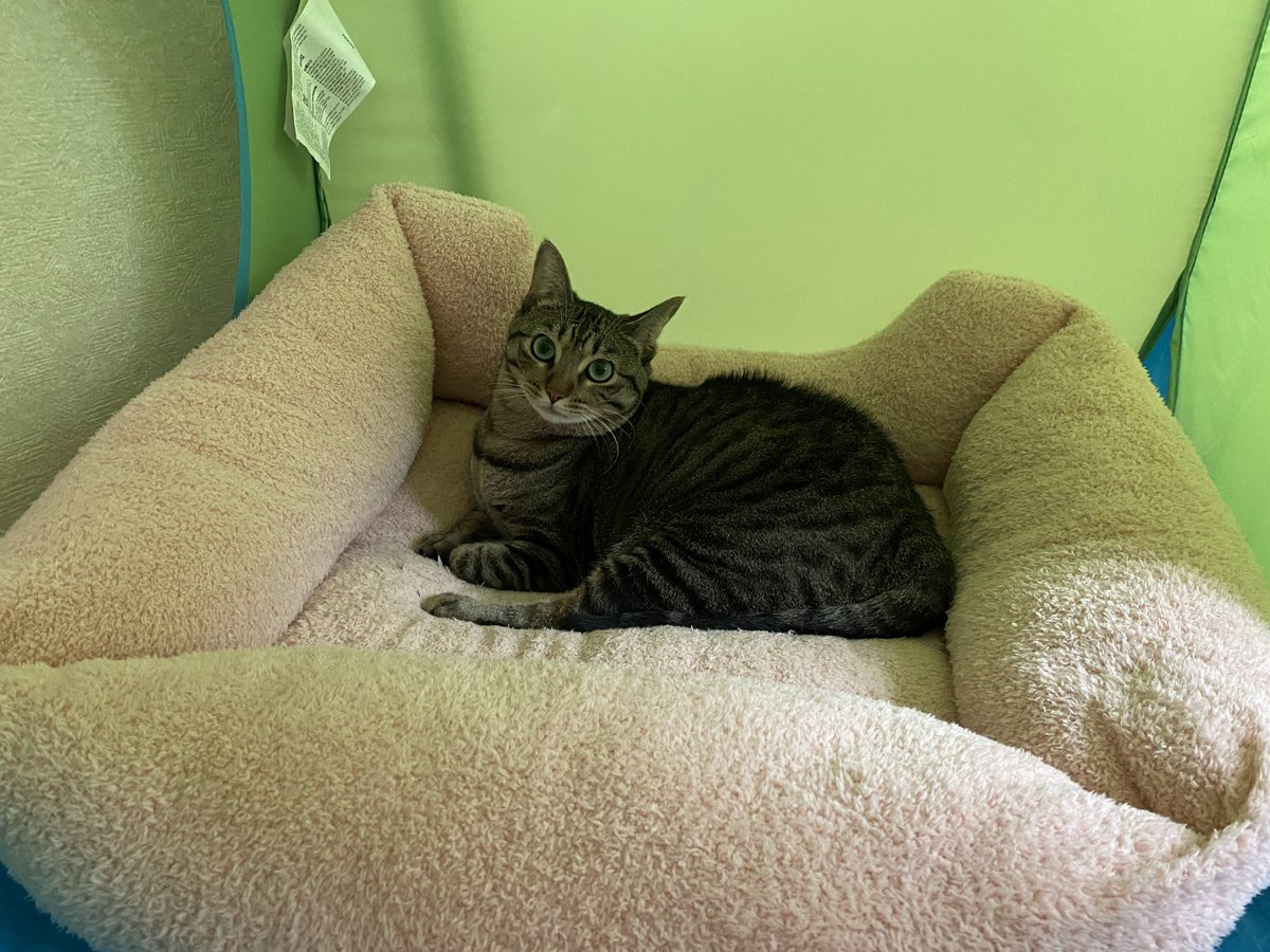 「素晴らしい猫がいる。お前である。 日の出とともに起こしにきて「外を見たいから窓を」|いえもり＆６歳と３歳のイラスト