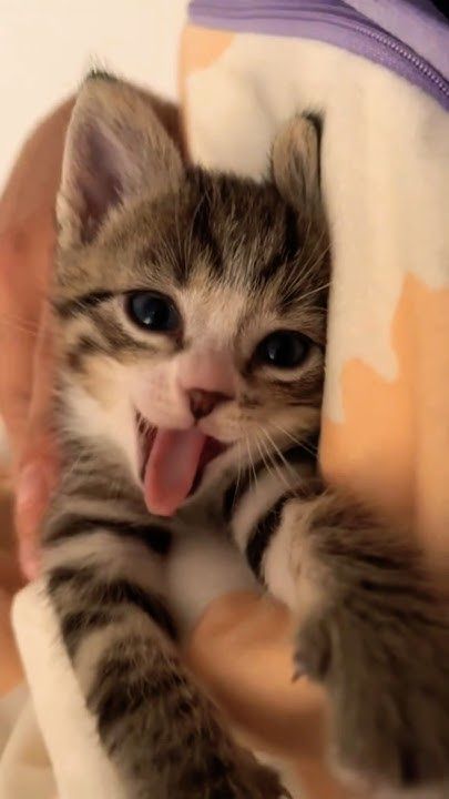 Thepetsonly's tweet photo. https://t.co/J5AG7iTcEU