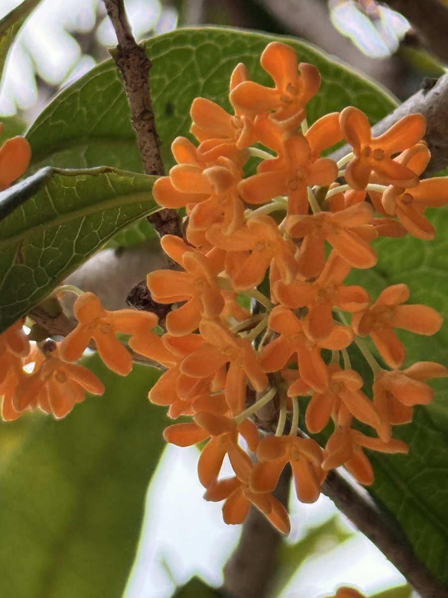 日本で金木犀の香りが10月上旬に本格化