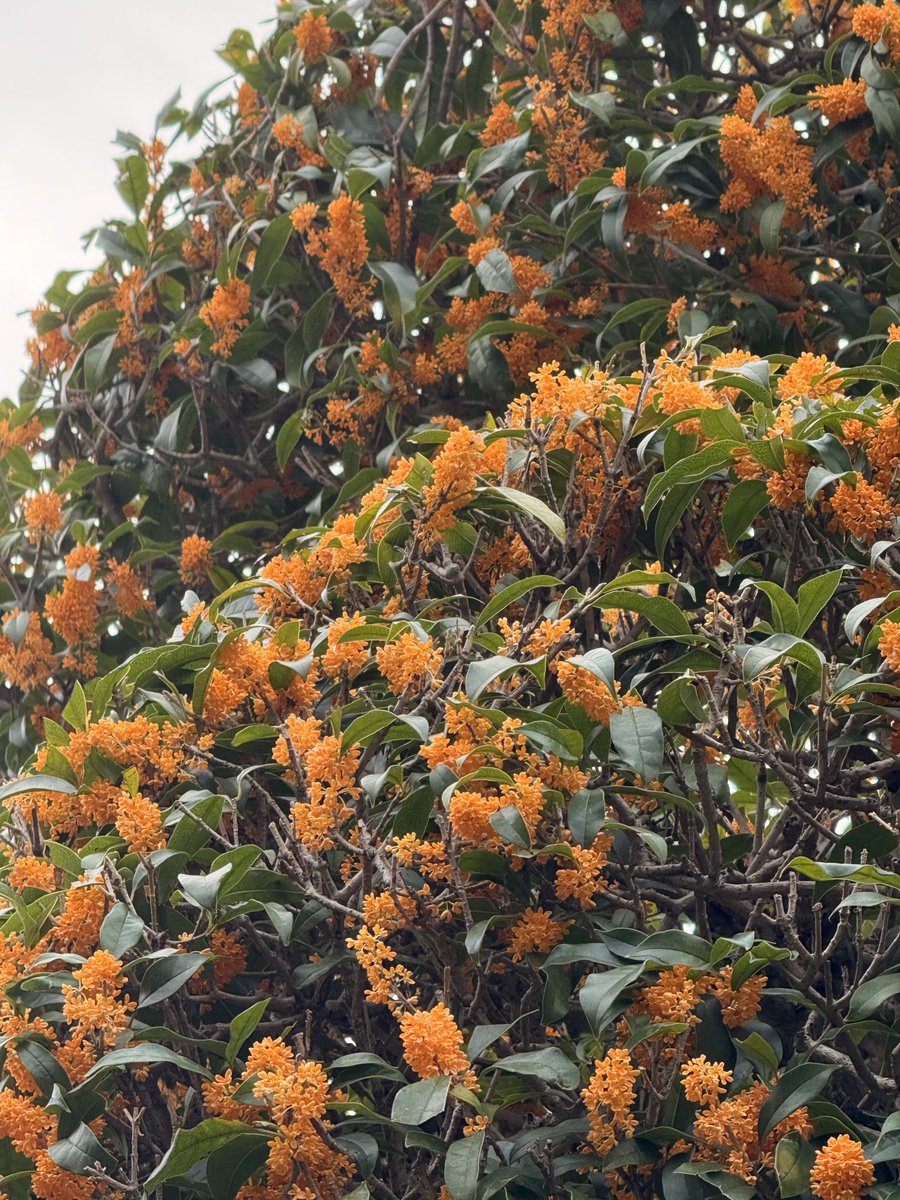 日本で金木犀の香りが10月上旬に本格化