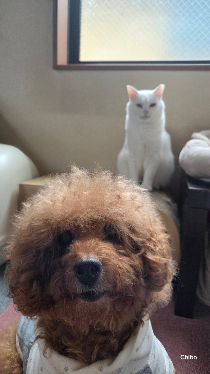 ちったん ちったん (@NYANMARUKE) / Posts / X