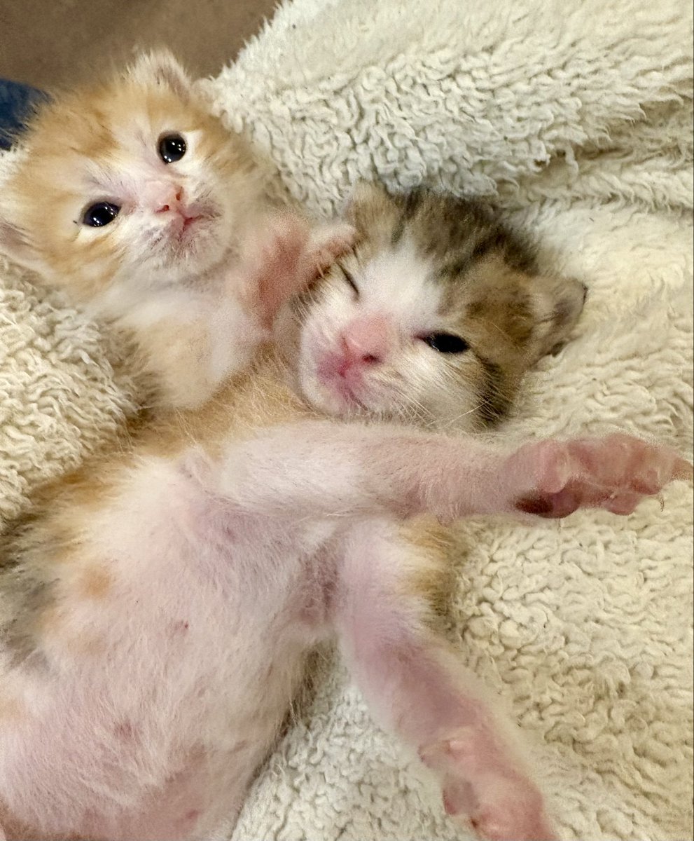 いなりの逆襲😺