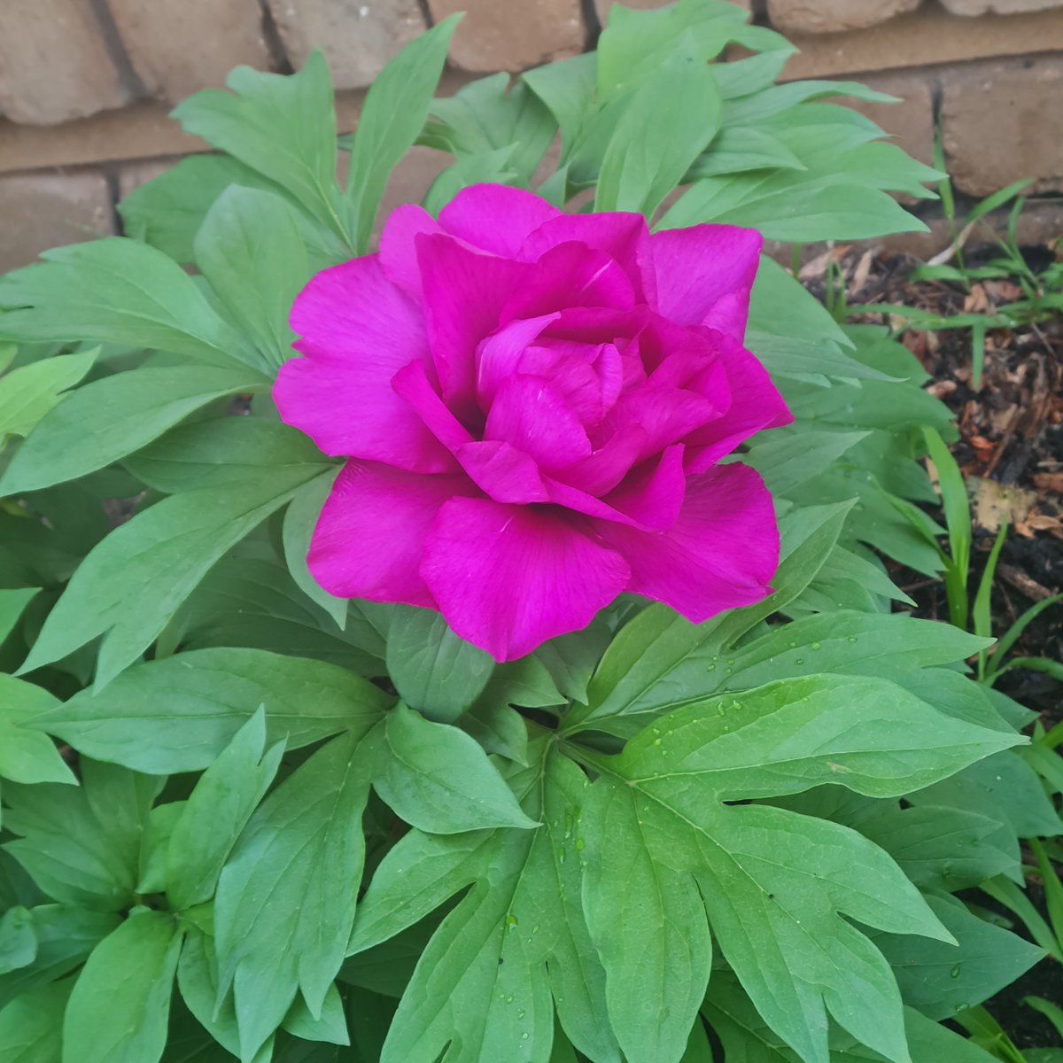CAMOKAT6's tweet image. Morning Lilac peony, half unfurled