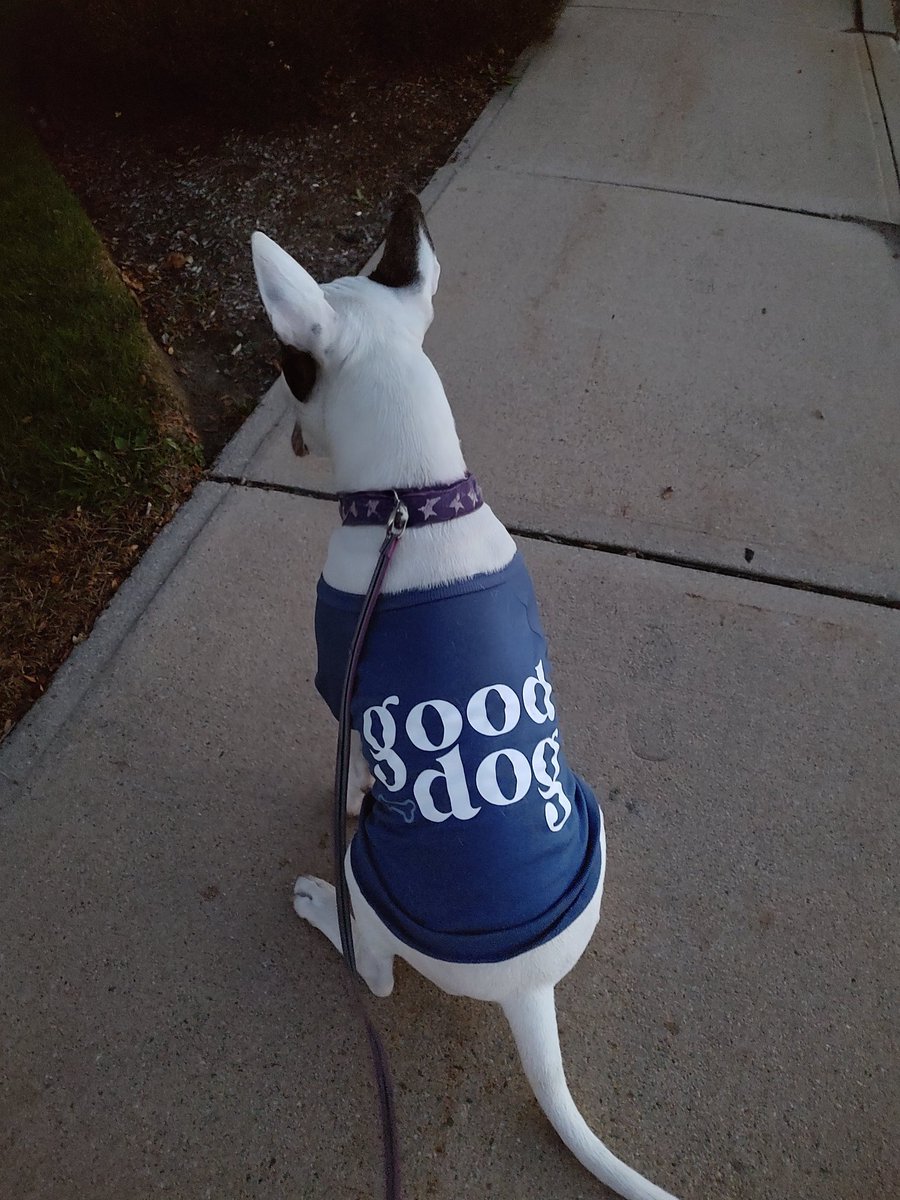 rexthetvterrier's tweet image. Standing under a street light in the dark is fun, because it helps you see the bunnies in the bushes. 🐇 Also, I am rocking this sweatshirt 😊
New tonight 
#LawAndOrder and #911onABC 

#Spike #TVPicks #PuppyLove #Dogs