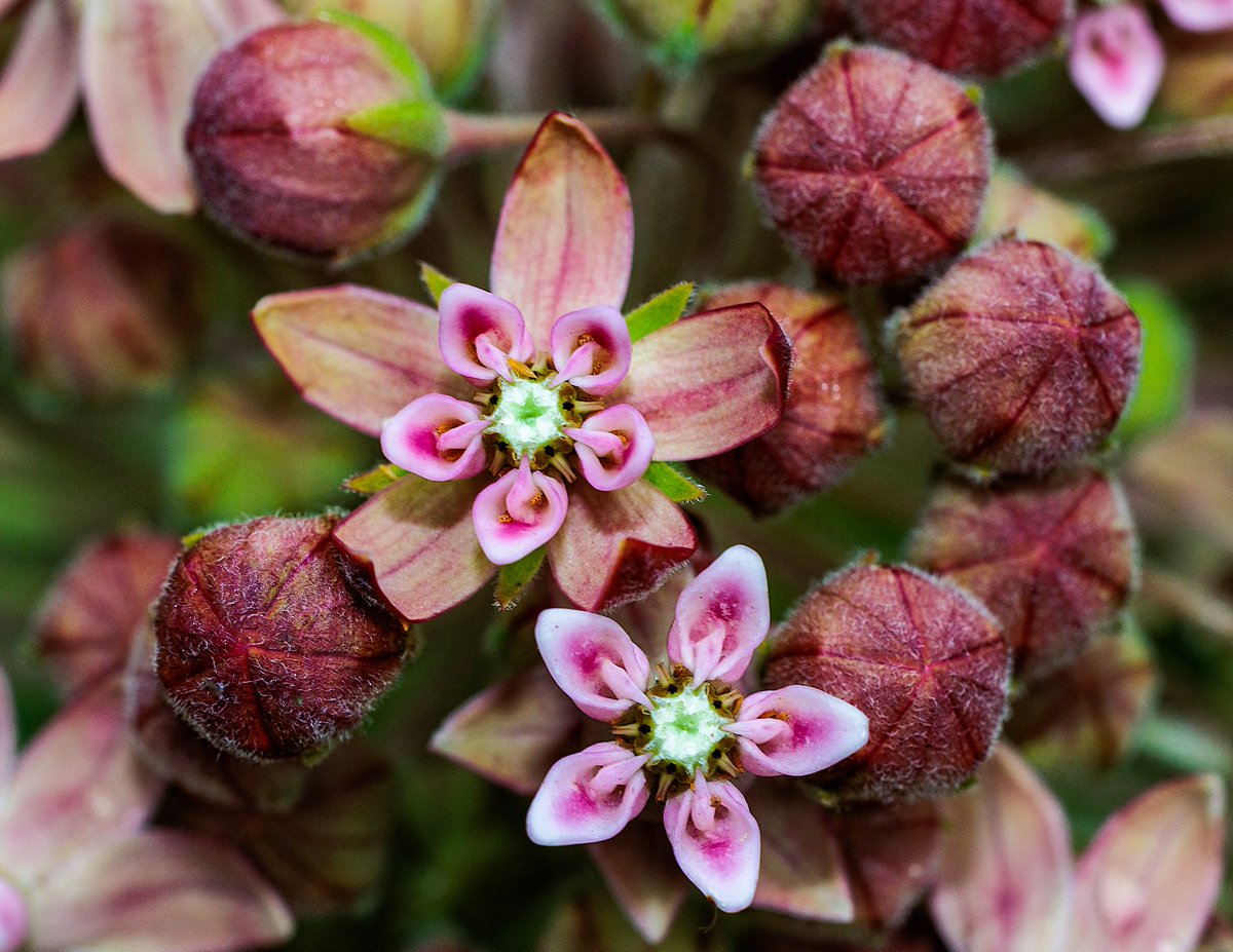 FredOPgh's tweet photo. Last of my floral offerings. Blossoms, buds in cherry-hued excitement! ๐ธโจ #WildlifePhotography #FlowerID #NatureLovers https://t.co/covyzVORkr