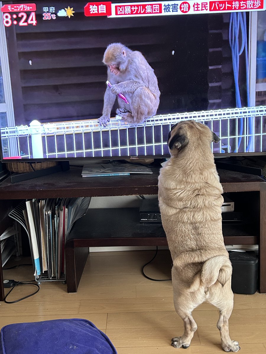 シャルル@パグ (@charlemagnepug) / Posts and Replies / X