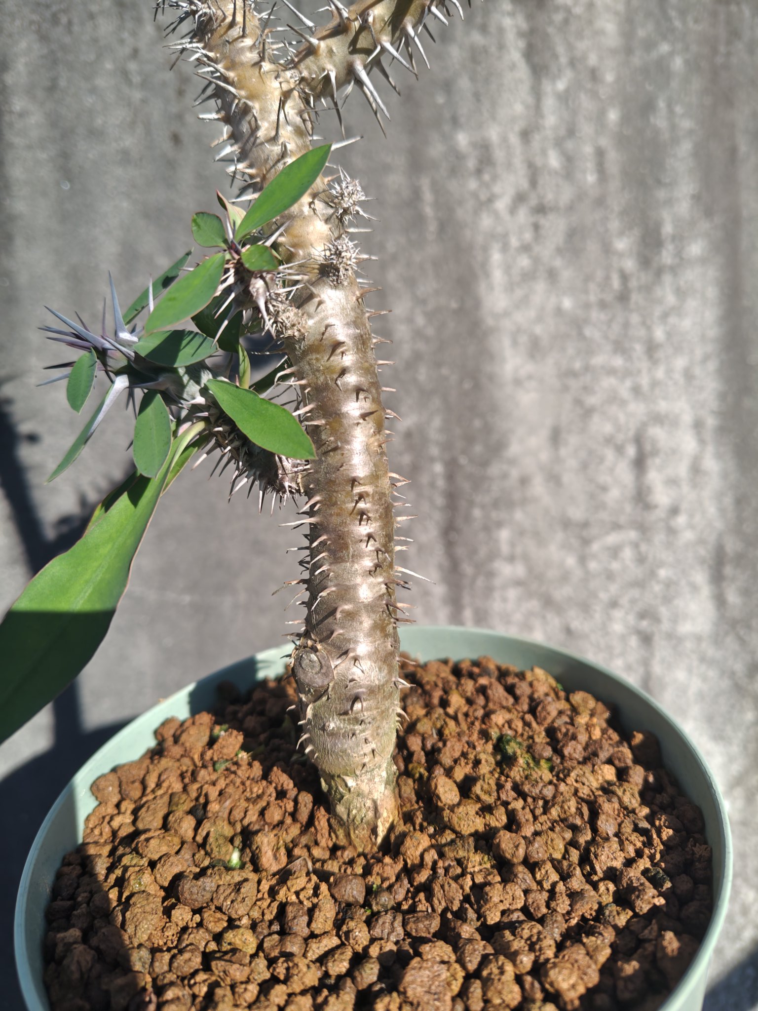 ⭐️ 5年もの！太くて大きな【サボテン】360度！見事な花が咲きました！◆鉢付き◆ 楽天市場】花サボテン*S 幅3cm : 遊恵盆栽 楽天市場店