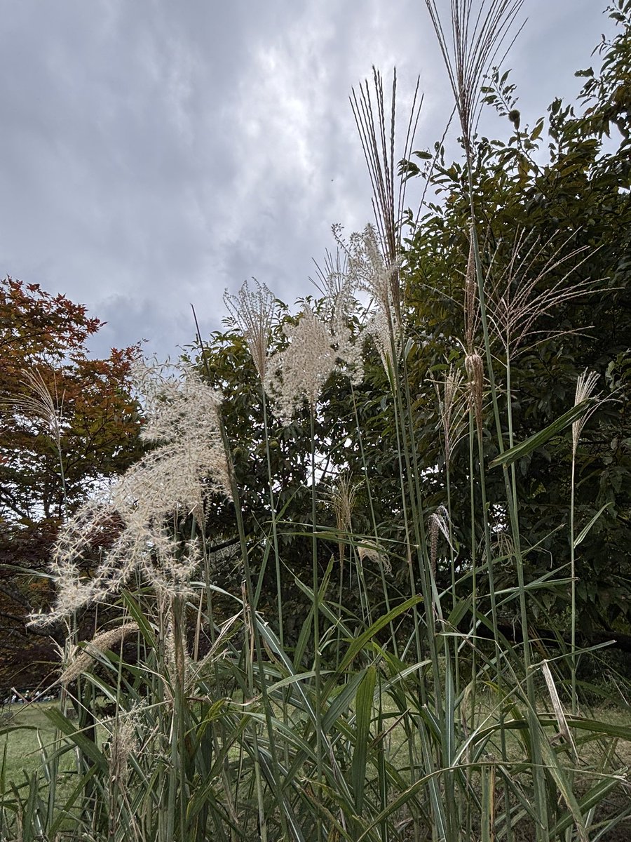 風にそよぐススキ
心が通じる
という花言葉があります

あなたと
#あの子たち　は
心で繋がっている
信頼は揺らぐことなく
あなたへの想いも変わらない

朝夕の涼やかな風に
少しでも
穏やかな気持ちで
過ごせていたらいいな

あなたがあなたらしく
歩いていけますように🍀

#心はそばにいるよ