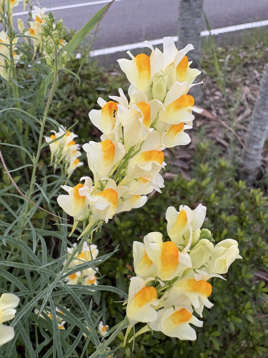 endokaiji_'s tweet image. おはようございます☀