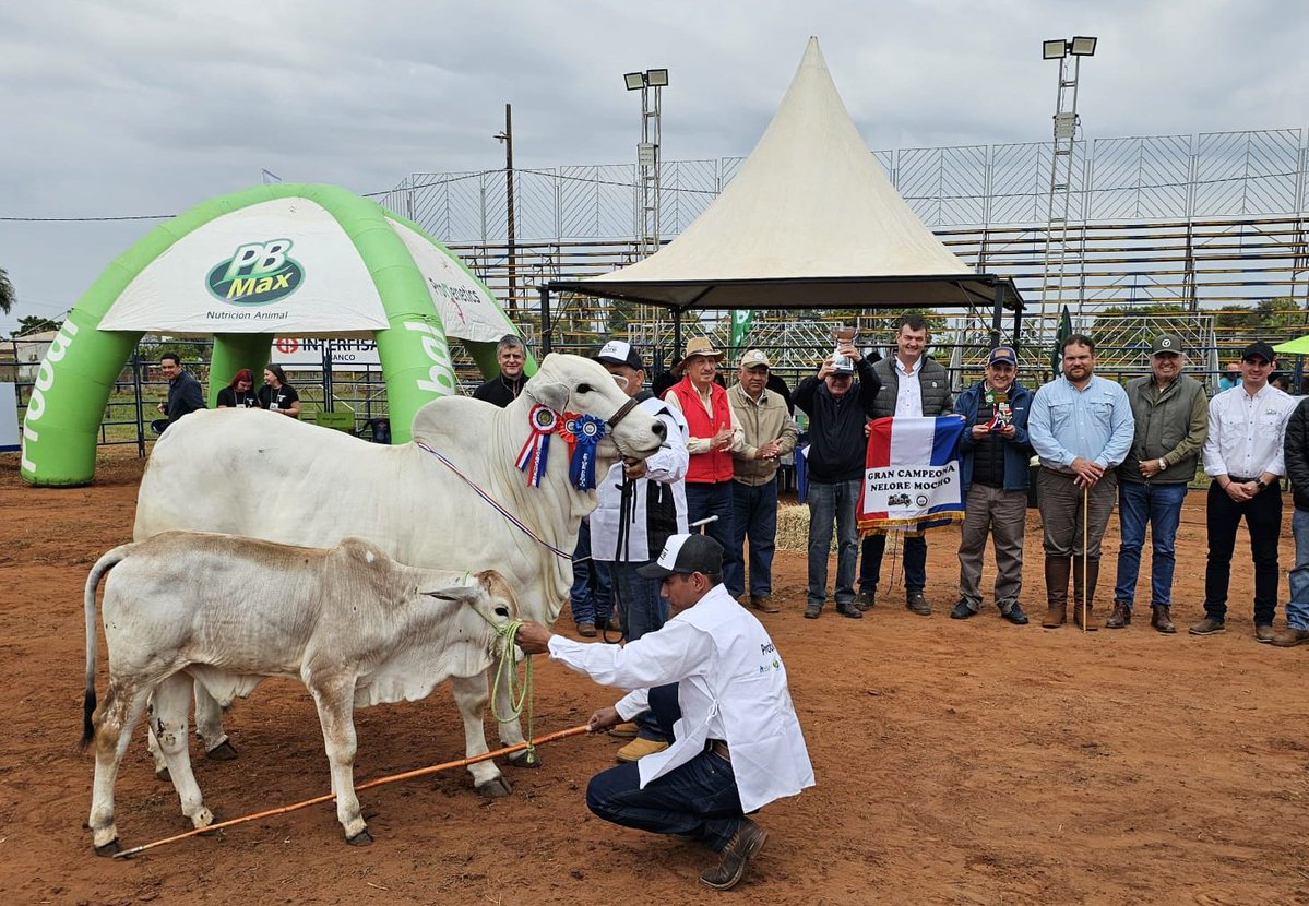 arp_py's tweet image. LA NELORE SE LUCIÓ EN LA PISTA DE LA EXPO AMAMBAY 2025
Esta raza, en sus variedades astada y mocha, fue la que más ejemplares presentó en esta tradicional exposición del norte del país.
👉acortar.link/imxD7H