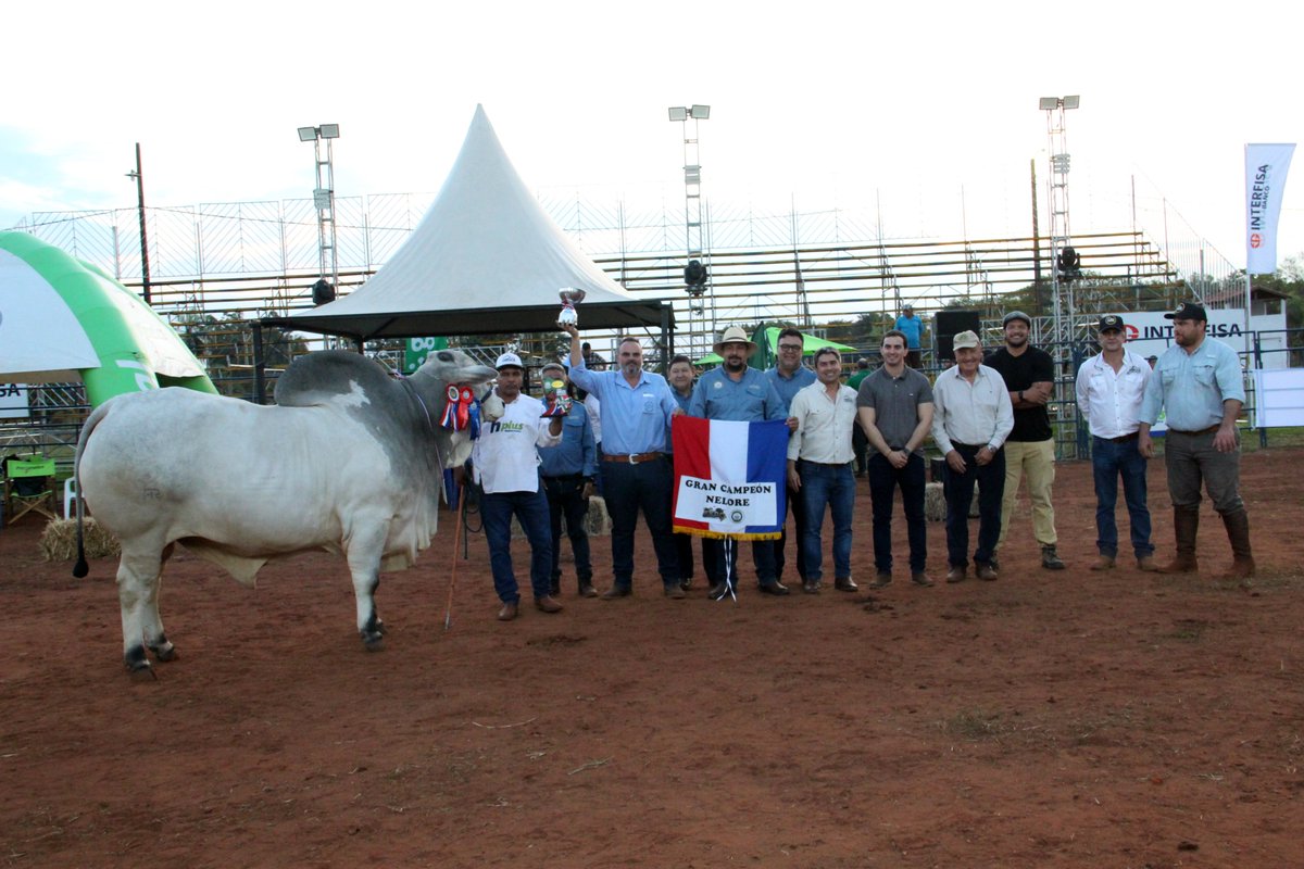 arp_py's tweet image. LA NELORE SE LUCIÓ EN LA PISTA DE LA EXPO AMAMBAY 2025
Esta raza, en sus variedades astada y mocha, fue la que más ejemplares presentó en esta tradicional exposición del norte del país.
👉acortar.link/imxD7H