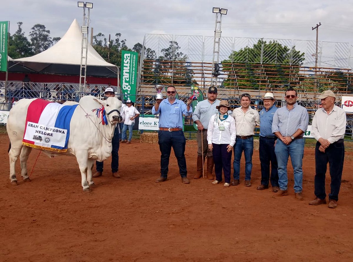 arp_py's tweet image. LA NELORE SE LUCIÓ EN LA PISTA DE LA EXPO AMAMBAY 2025
Esta raza, en sus variedades astada y mocha, fue la que más ejemplares presentó en esta tradicional exposición del norte del país.
👉acortar.link/imxD7H