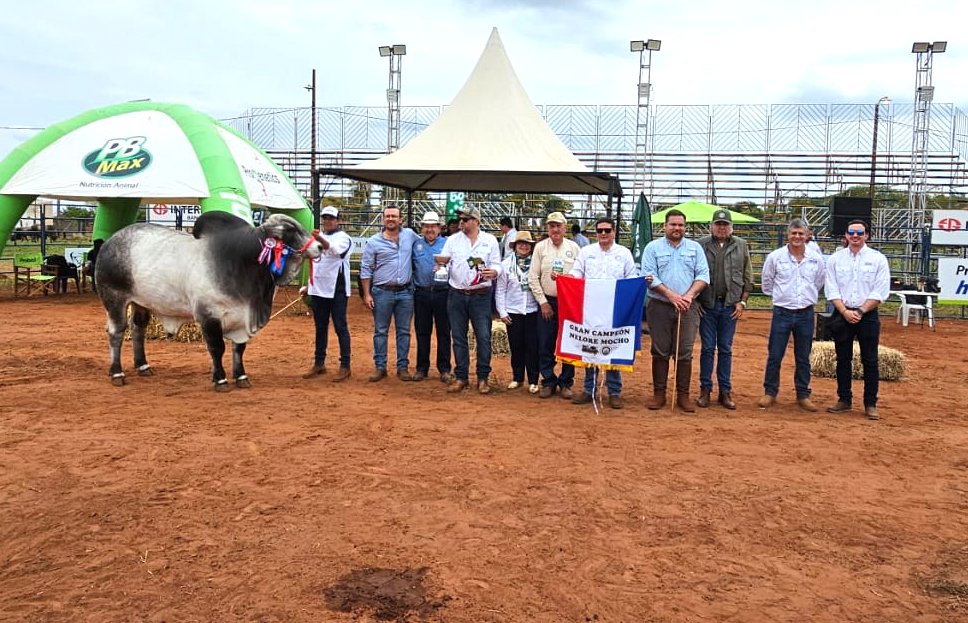 arp_py's tweet image. LA NELORE SE LUCIÓ EN LA PISTA DE LA EXPO AMAMBAY 2025
Esta raza, en sus variedades astada y mocha, fue la que más ejemplares presentó en esta tradicional exposición del norte del país.
👉acortar.link/imxD7H