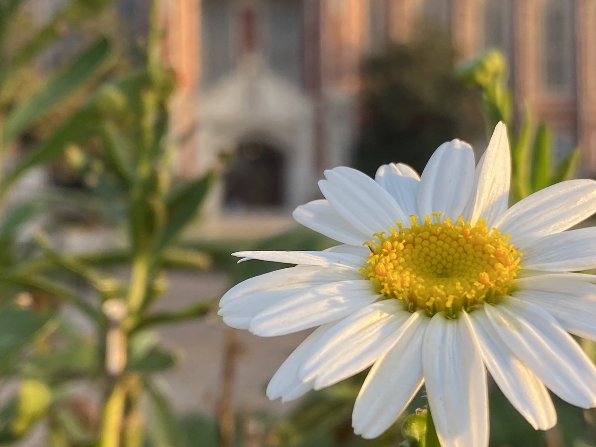 PalmeriJoAnn's tweet image. Sunlit daisy near the Bizz this morning #OUskywatch #LibrariesFromTheOutside