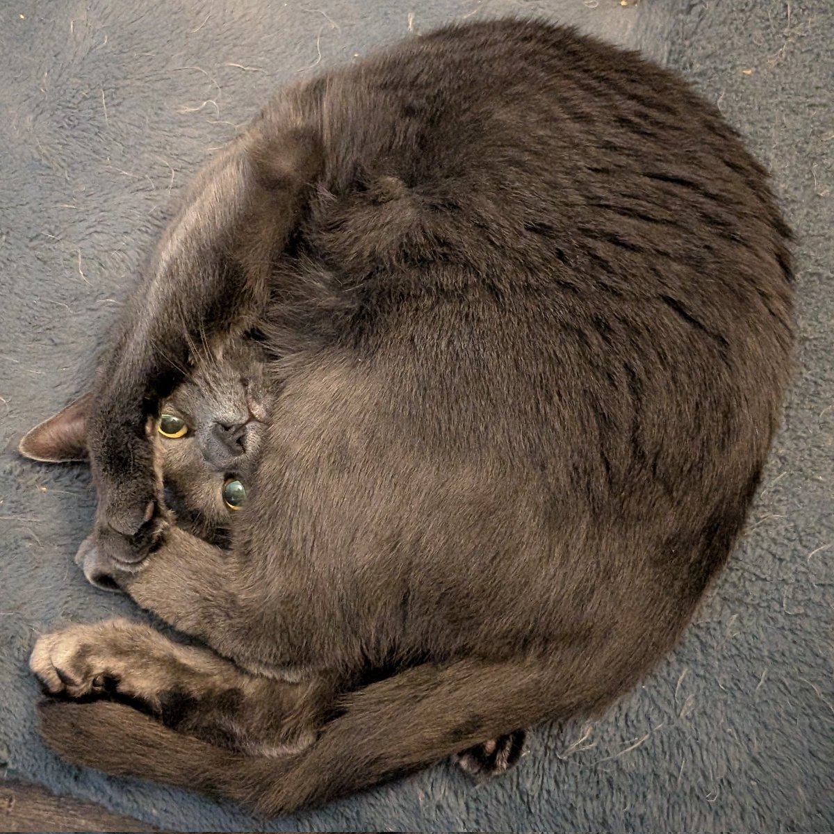 Ginger And Turnip tweet media