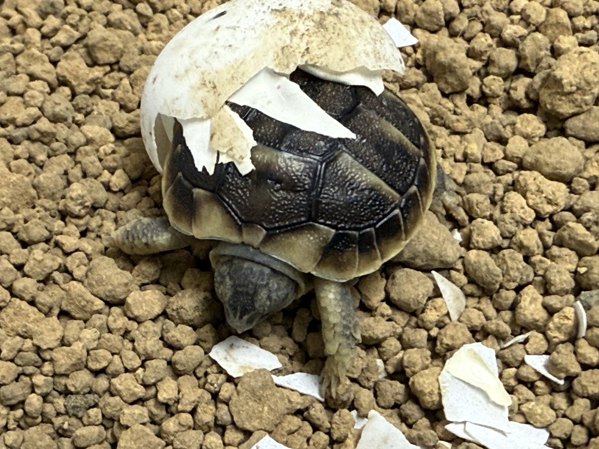 りくがめ ☆【フチゾリリクガメ】マルギナータリクガメの生態・飼育方法