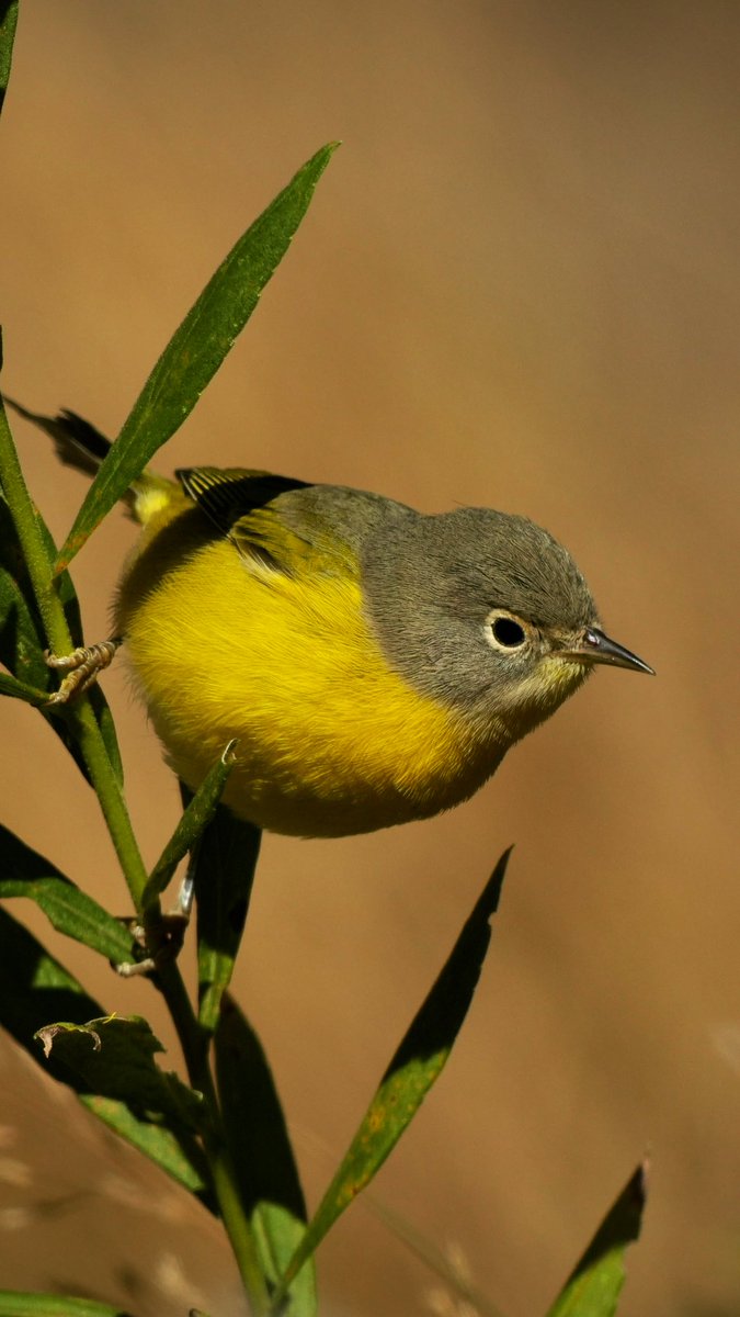 Johnny_200033's tweet image. 1 of at least 2 #NashvilleWarbler this afternoon at Wildflower Meadow @CentralParkNYC #birdcpp