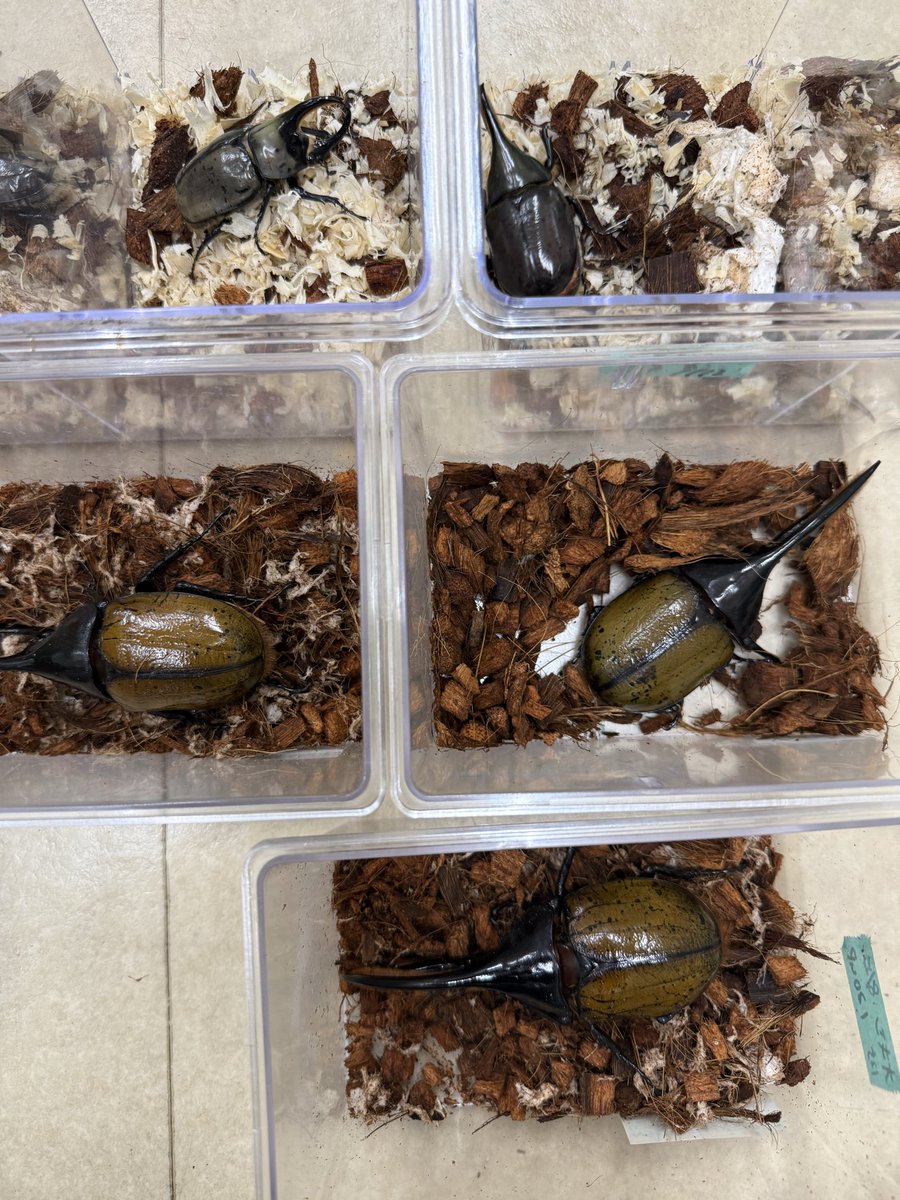 little story~insect cafe~ on X