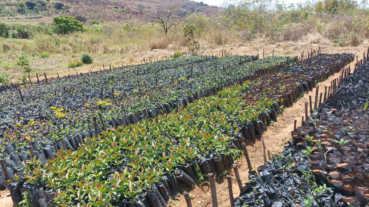 FAO Mozambique tweet media