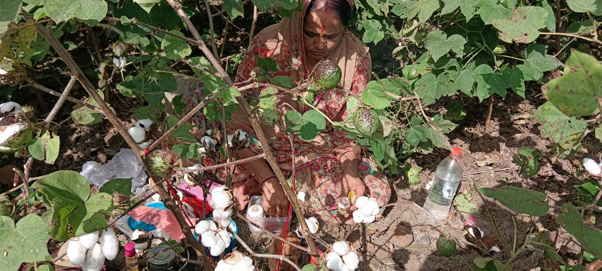 Bt Cotton bolls have started to burst. It is our joy  collect them.According our tradition,cotton harvesting is started by worshipping cotton crop. It is called 'Sitadai'.My wife will start harvesting after performing  traditional puja. Let's hope for a bountiful harvest &amp; prices
