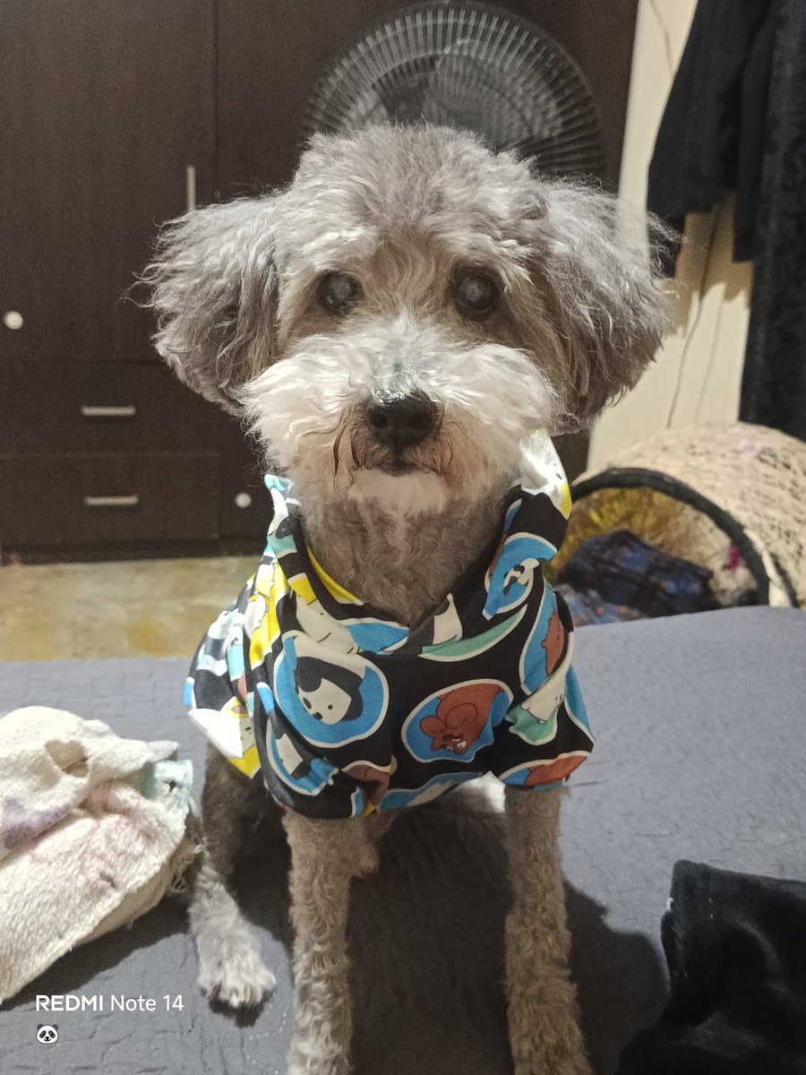 JuliiUrrego's tweet image. Miooooos 😍😍😍 Los Amo. 
Toby ✮ Kloe ✰ Sam ✯