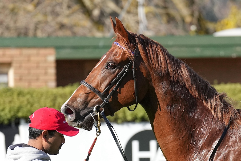 Benagil ready for Caulfield return > Luckily for Glen Thompson Benagil has remained in his care and the mare makes her return to racing at Caulfield on Saturday in the Listed Weekend Hussler (1400m)
thoroughbrednews.com.au/news/story/ben…