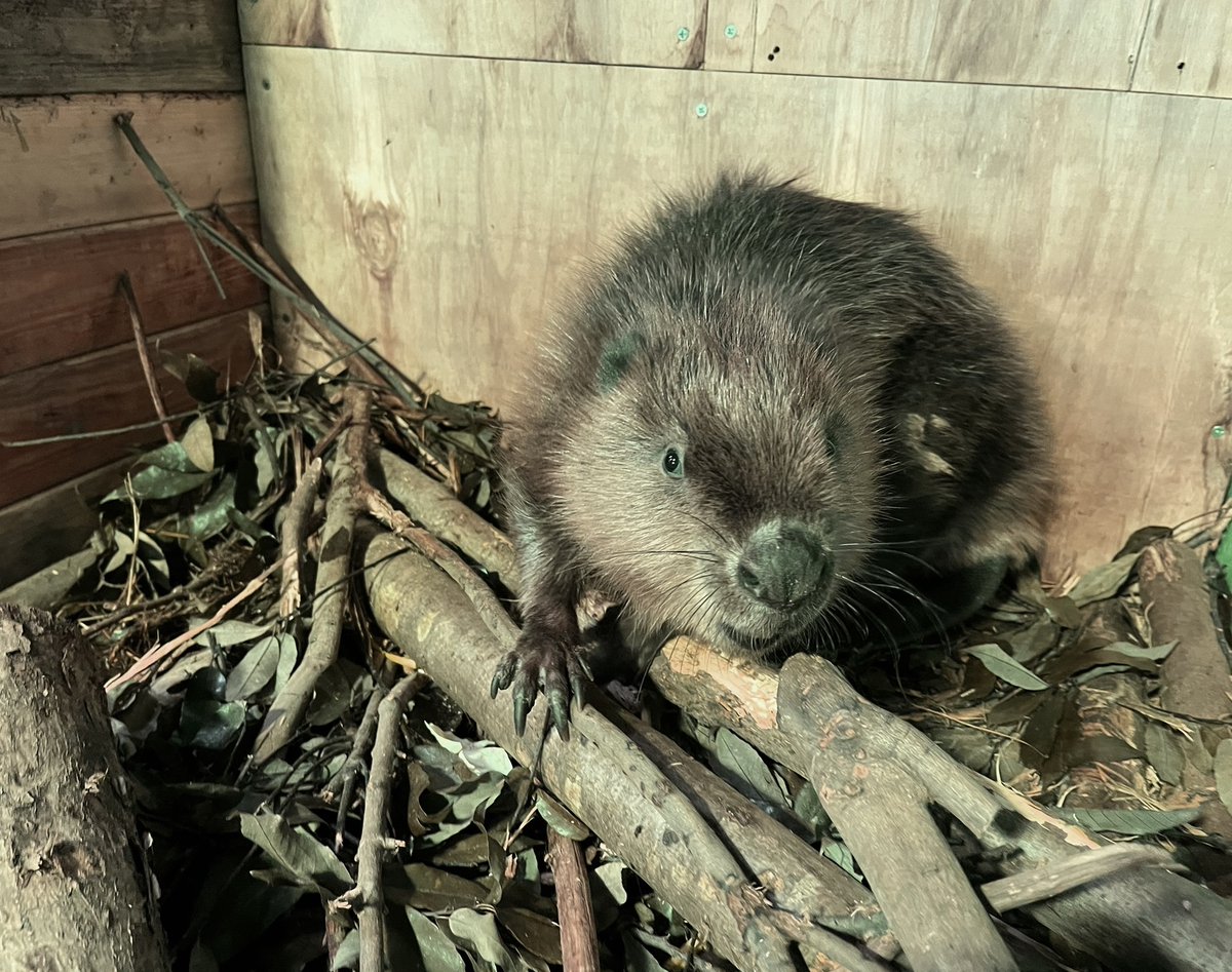 【横浜・八景島シーパラダイス】シーパラ初！神奈川県内唯一の展示！アメリカビーバー 仲間入り！【２０２５年１０... prtimes.jp/main/html/rd/p…