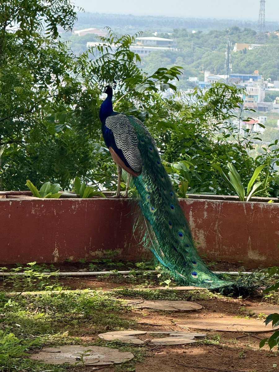 Cloud_Surfer27's tweet photo. Our national bird has no chill..
#beautifuldrama #IXM #layoverdiaries https://t.co/O31VrwLq2C