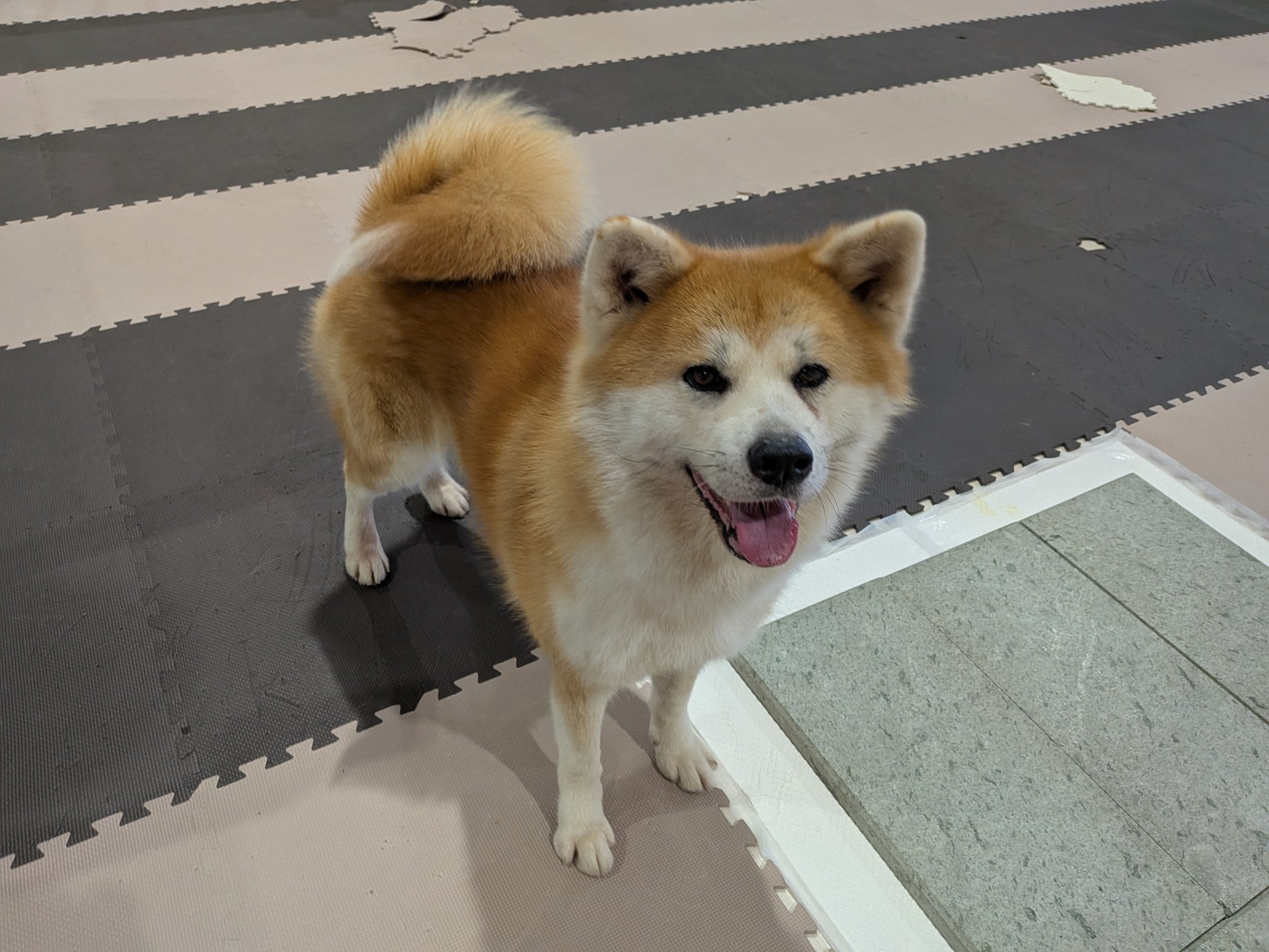 リサラーソン限定秋田犬Akitainu Lisalarsonハチ公hachi