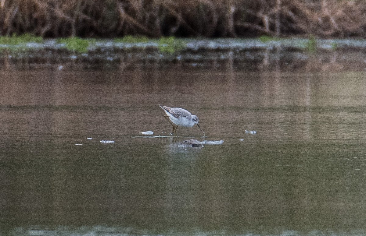 onemantess's tweet photo. #409 on my #Lifelist #261 on my #2025piclist Marsh Sandpiper at Musselburgh Lagoons yesterday https://t.co/6FzpivoD4w