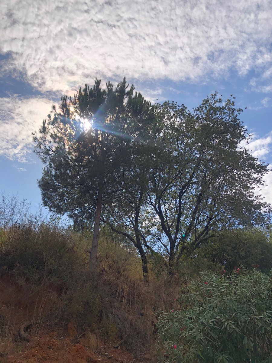 marie_nassar's tweet image. Good morning X-Friends…🌷🍂☕️
Have a happy Friday and a beautiful weekend 🌳☀️☁️🩵🤍🧡
My photo 📸

#FridayMorning 🌷 #CoffeeTime ☕️ #NatureBeauty ☁️ #WeekendVibes 🩵 #StayPositive 💐 #PeaceAndLove 🕊️