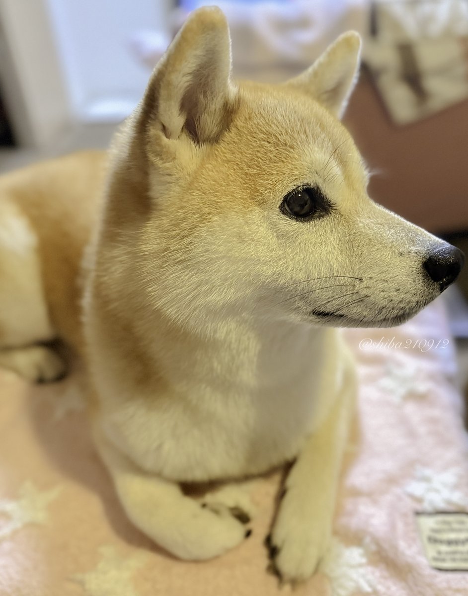shiba210912's tweet photo. 夏が終わるとふわふわした場所でくつろぐ https://t.co/IHc85lJgDz
