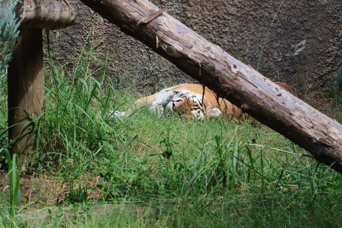 tokitmc's tweet image. 2時間後のアース💤
実は起きてる。

＃アース
＃アムールトラ
＃豊橋総合動植物公園
＃のんほいパーク

x.com/tokitmc/status…