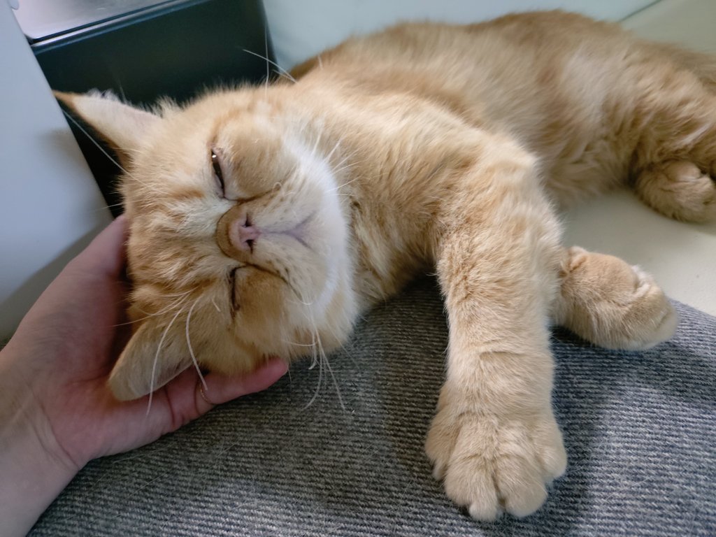 ちび猫※プロフ全文必読※2508W2 ちび猫※プロフ全文必読※2508W4-1 ちび猫※プロフ全文必読※