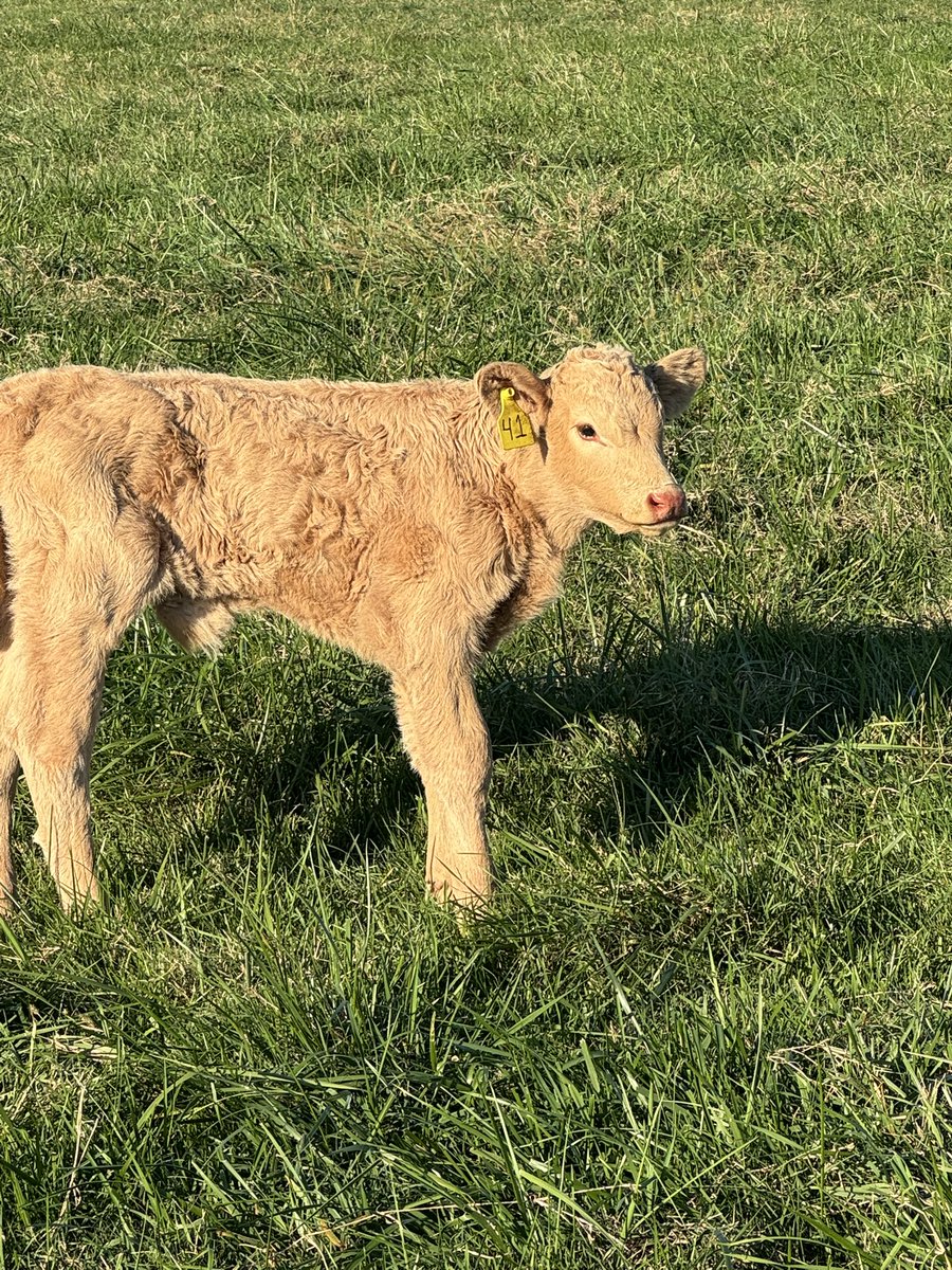 Well shucks, I think I kept his mom 1 year to long, shes just not got enough milk to raise him.  It’s a good thing nanny loves to bottle feed hahahahaha
