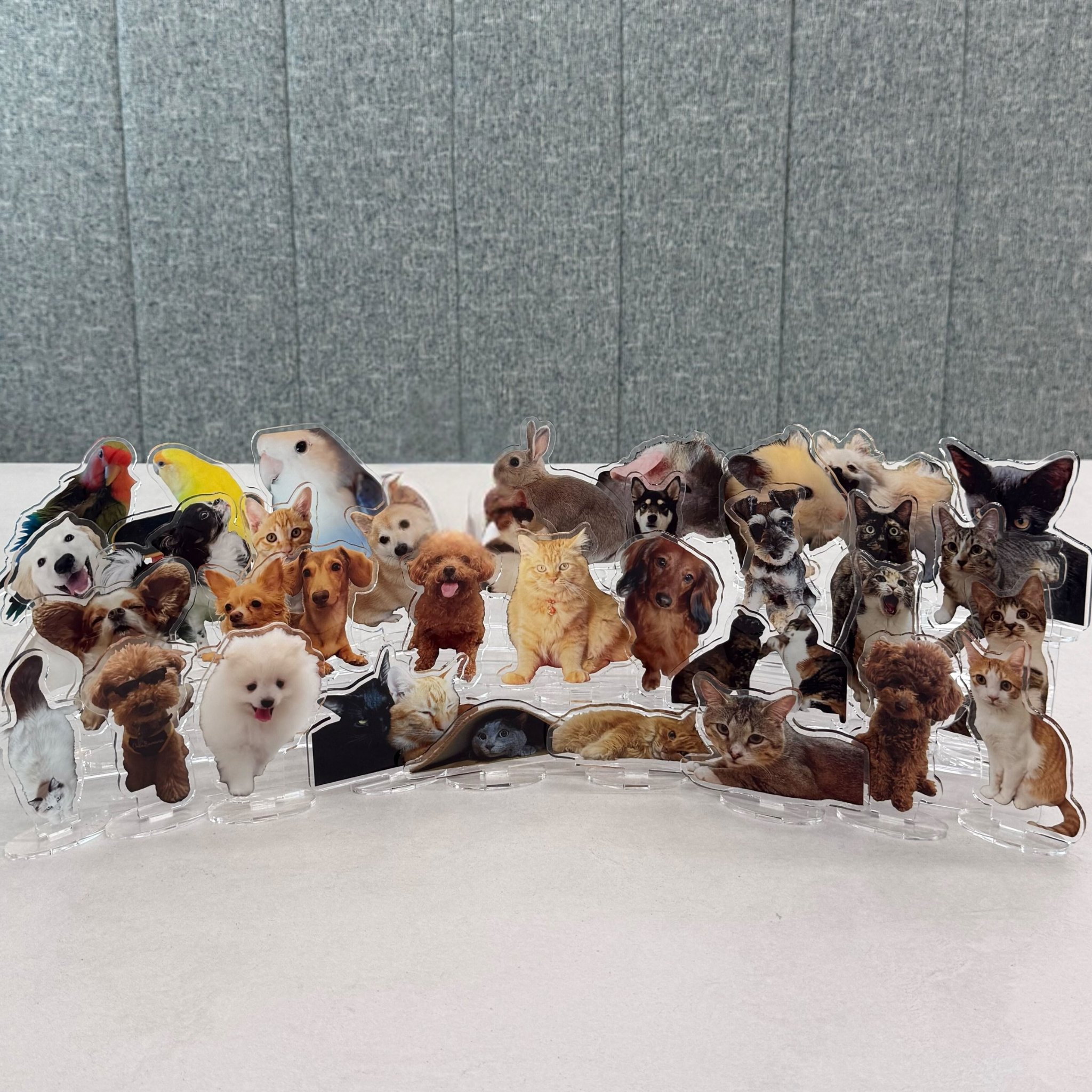 しまうまプラス (@shimauma_plus) / X