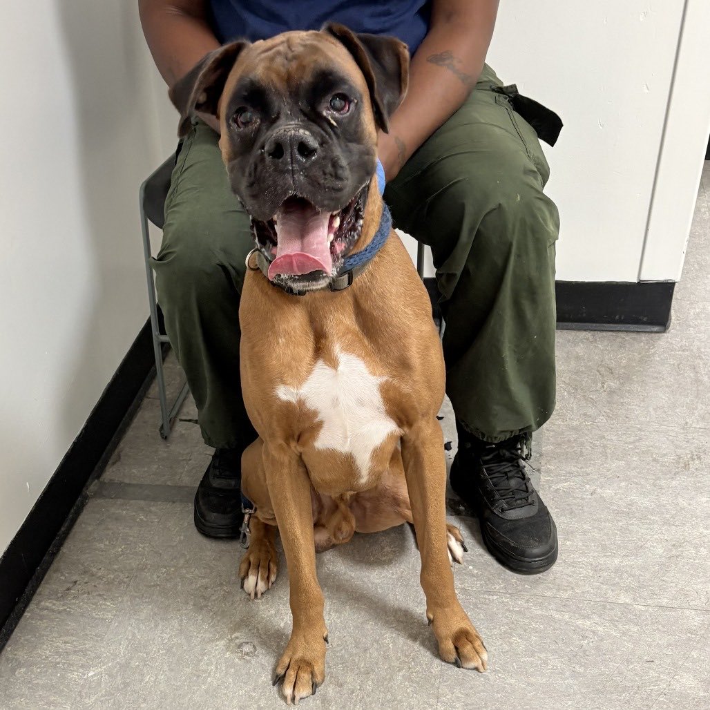 This poor guy was picked up last night <a href="/12am/">Midnight Society</a> wandering outside a ShopRite in a rough area of #Philly To say he was stressed is an understatement.💔to be put in a closed shelter with hundreds of animals barking.🥲Time up tomorrow. #foster #noname #boxerdogs #adopt 3rd in 8 days.