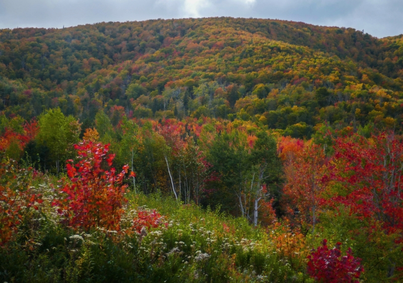 PhotoCapeBreton's tweet image. Autumn colours in the North Highlands today. @KMacTWN