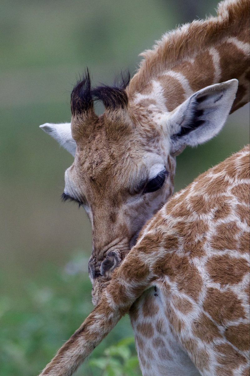 Smallest Savannah park is what they call it but beautiful has a way of expressing itself in small things and Lake Mburo national park is one that can fall short of that. 
This is from my last visit.